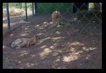 Pafos Zoo -30-05-2017 - Bogdan Balaban